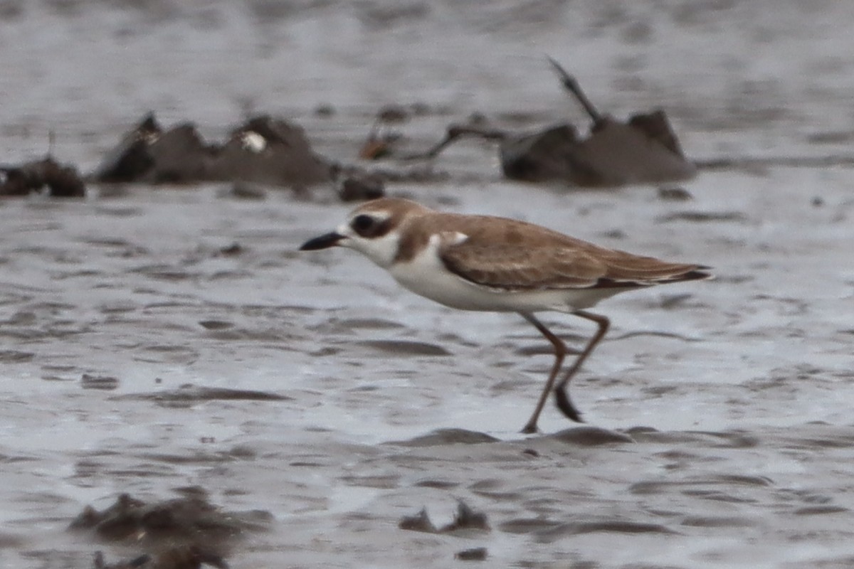 Tibetregenpfeifer - ML644302536