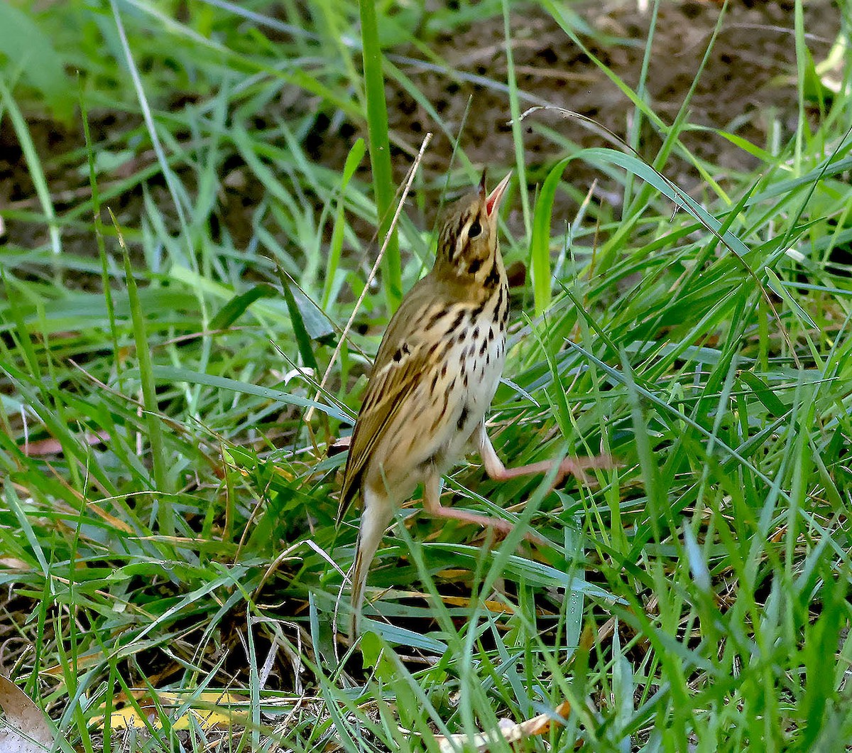Olive-backed Pipit - ML644302539
