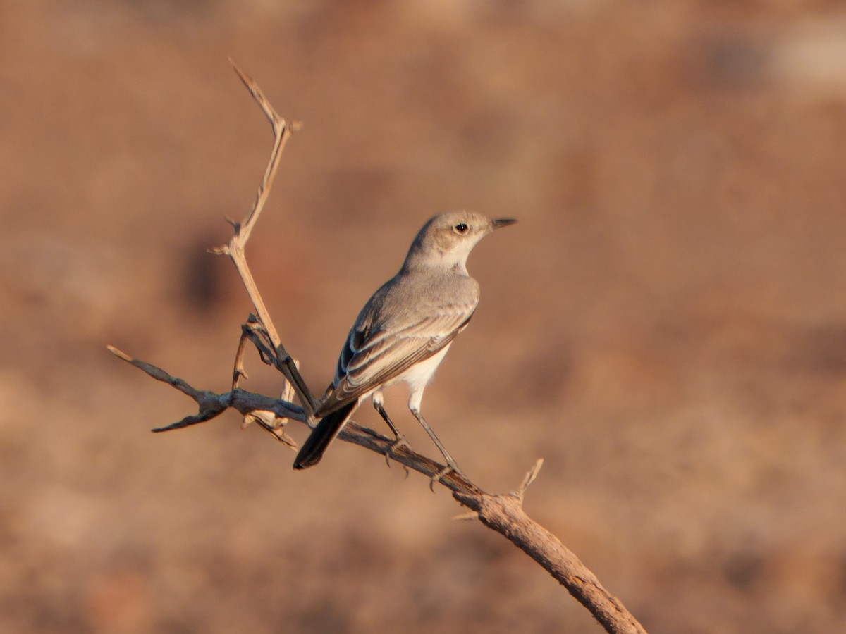 Karoo Chat - ML644302541