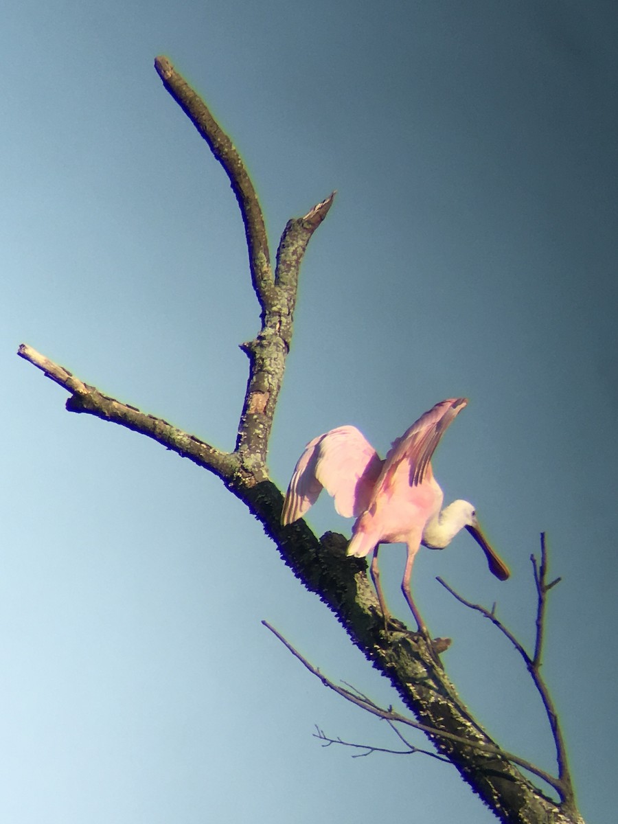 ベニヘラサギ - ML644302544