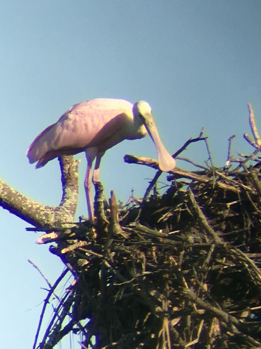 ベニヘラサギ - ML644302546