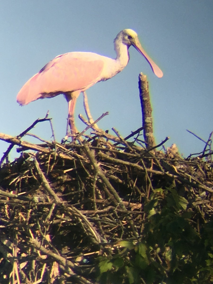 ベニヘラサギ - ML644302547