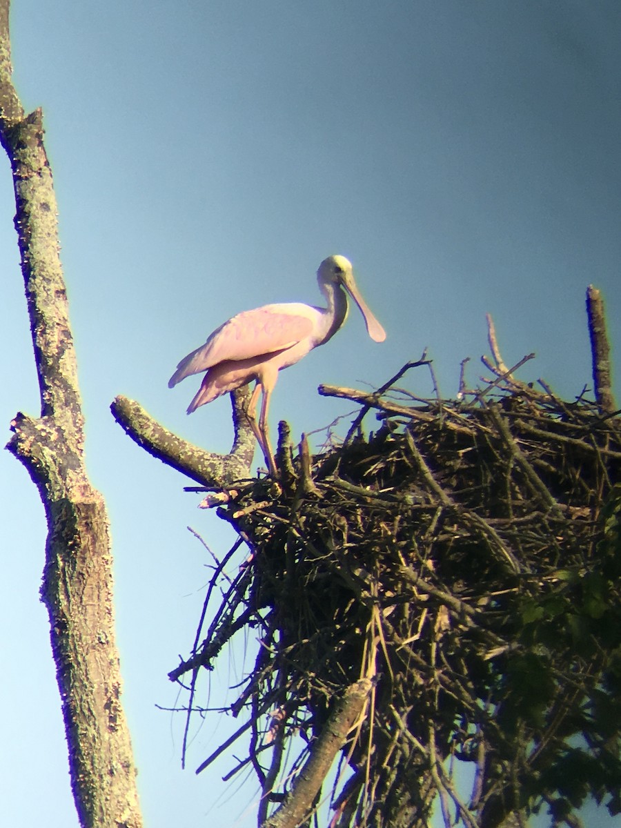 ベニヘラサギ - ML644302549