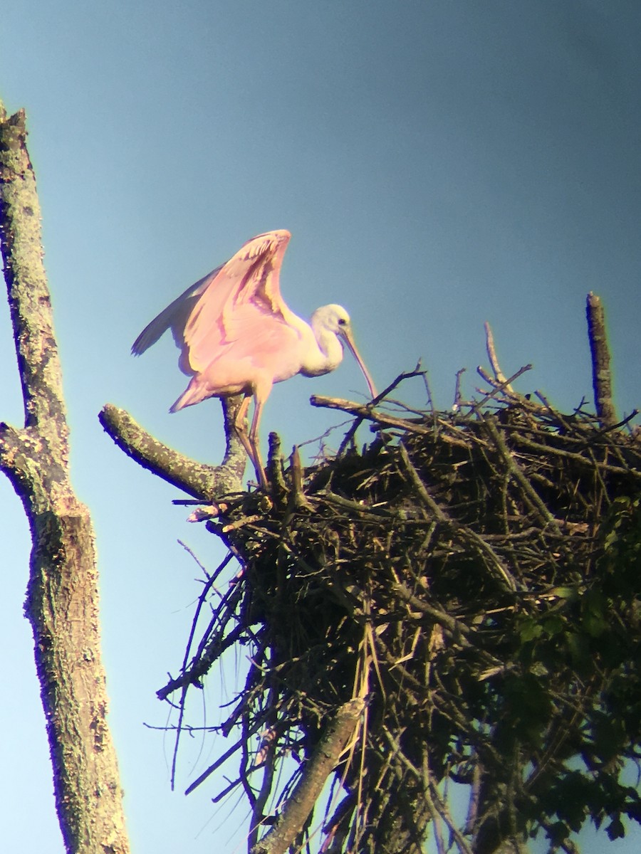 ベニヘラサギ - ML644302550