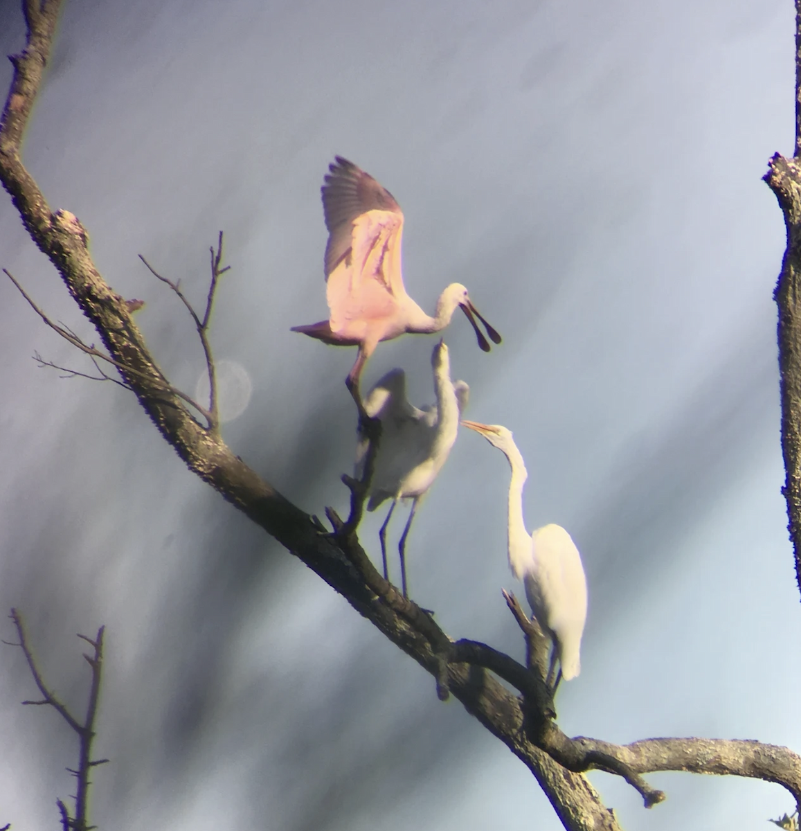 ベニヘラサギ - ML644302566