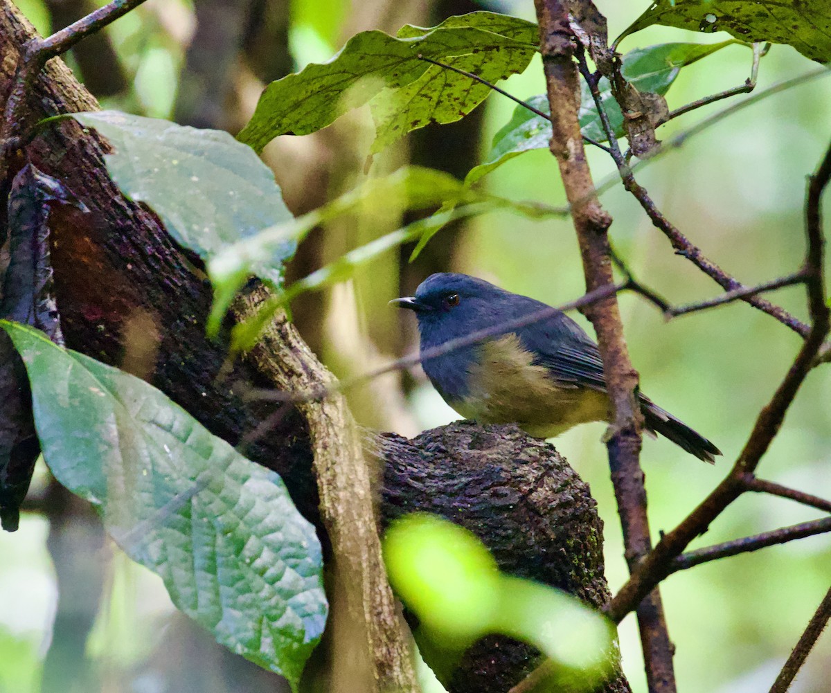 nilgiriskvett - ML644302567