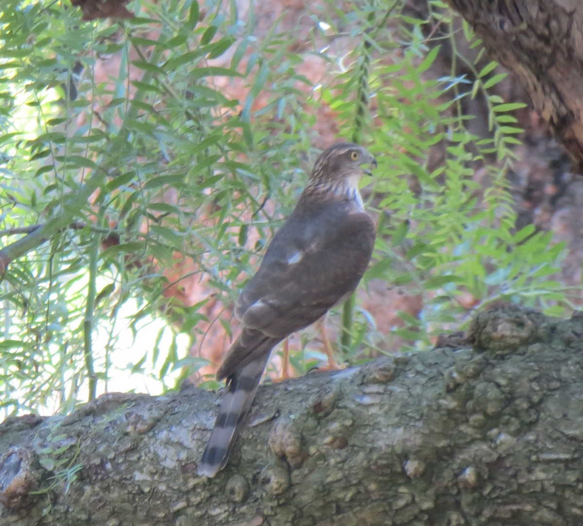 krahujec americký - ML644302577