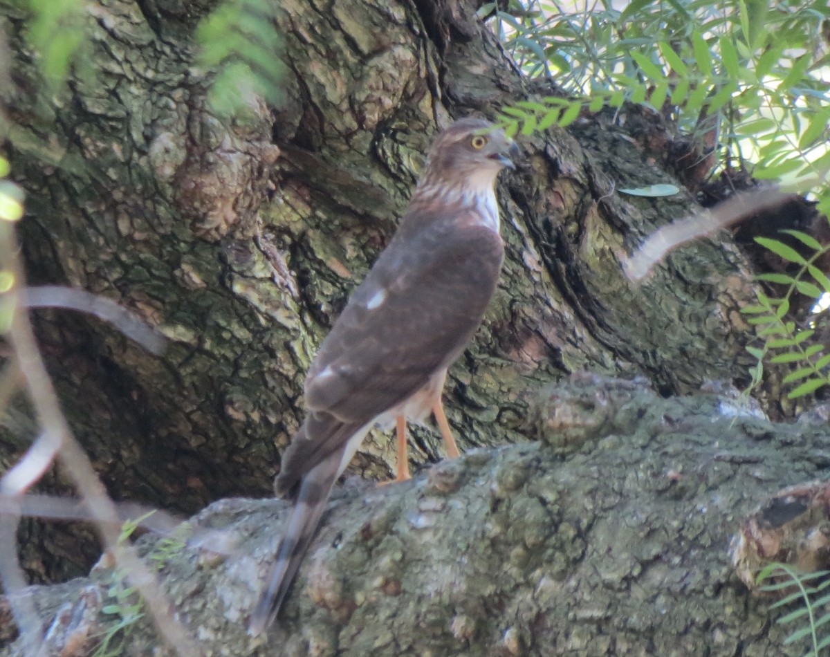 krahujec americký - ML644302578