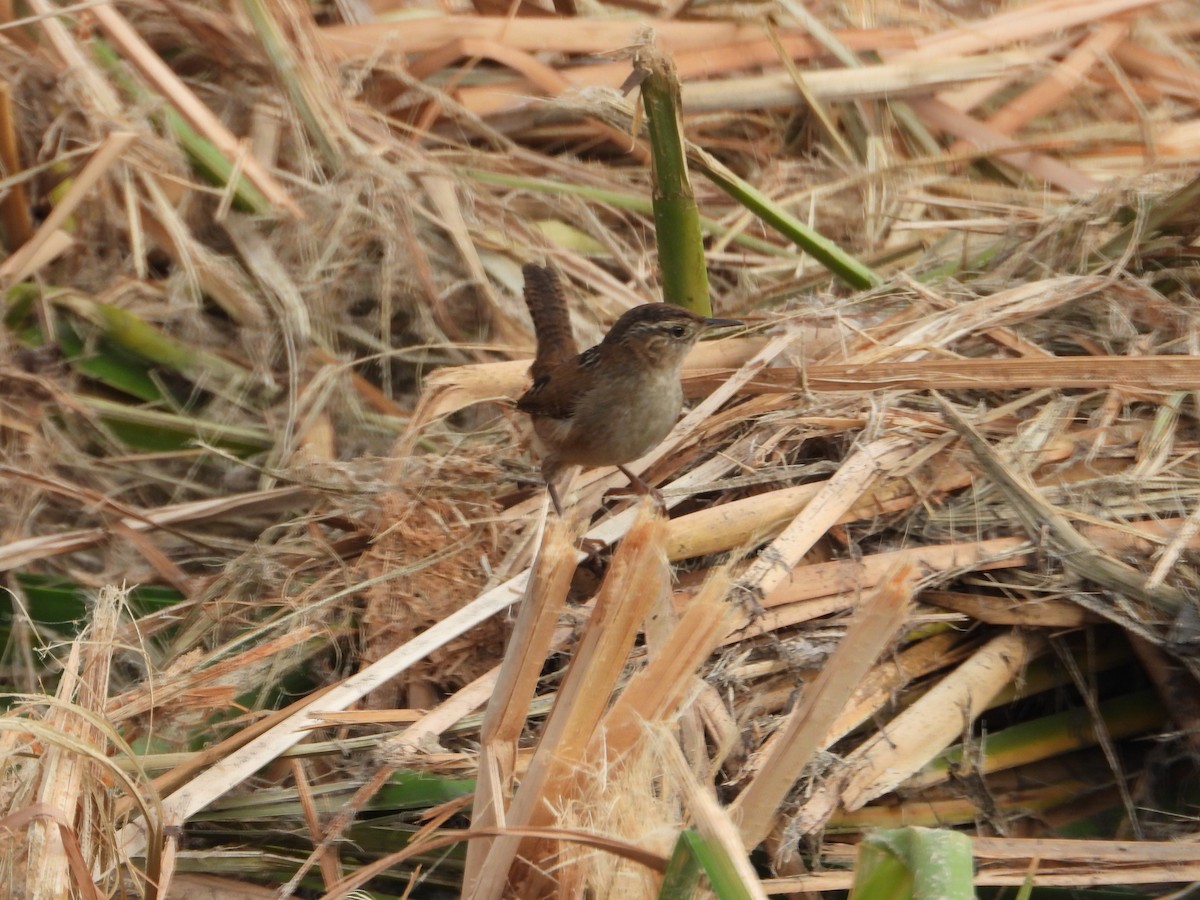 Cucarachero Pantanero - ML644302582