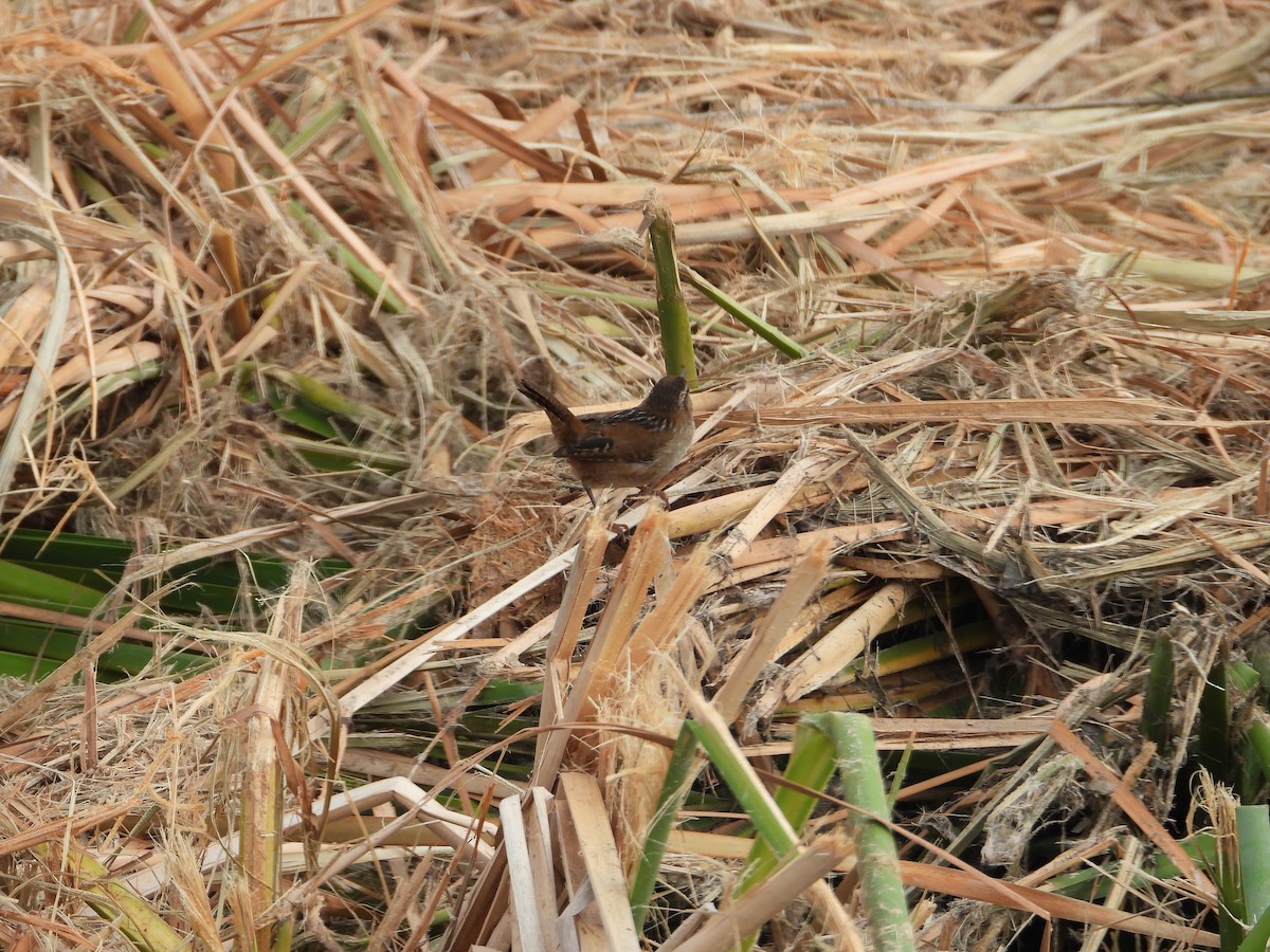 Cucarachero Pantanero - ML644302583