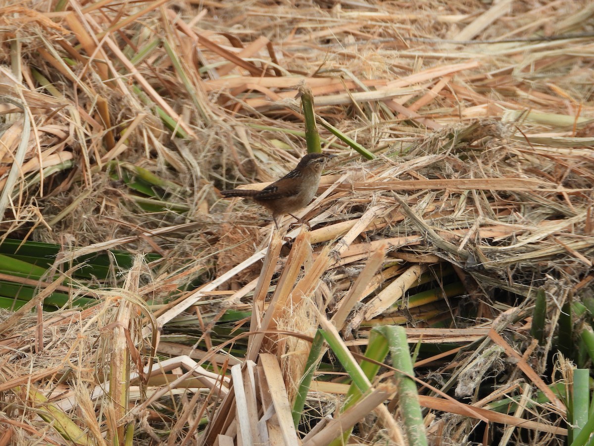 Cucarachero Pantanero - ML644302584