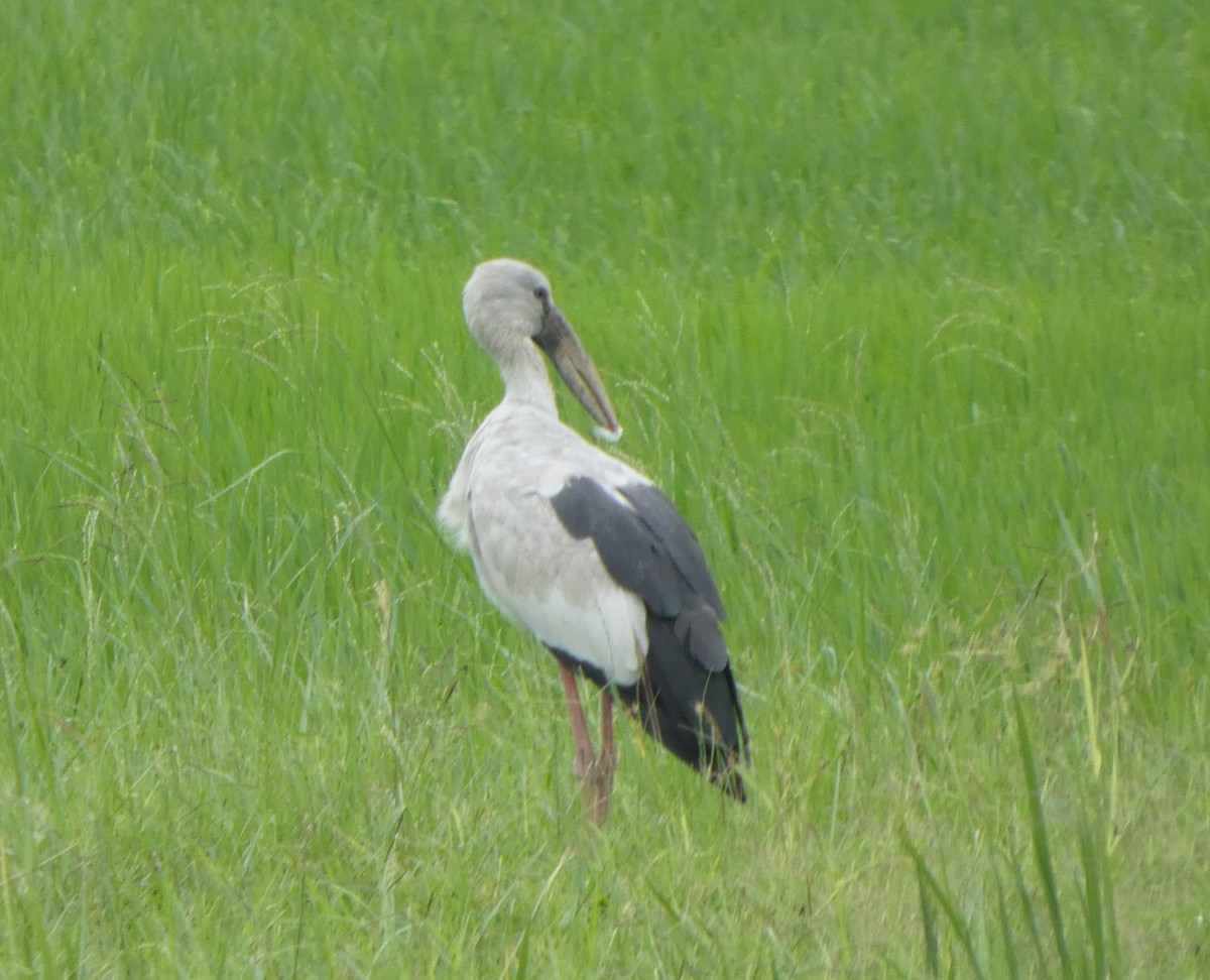 Bec-ouvert indien - ML644302593