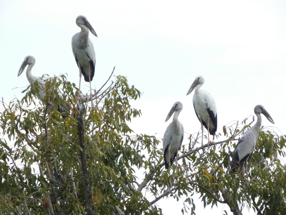 Bec-ouvert indien - ML644302594