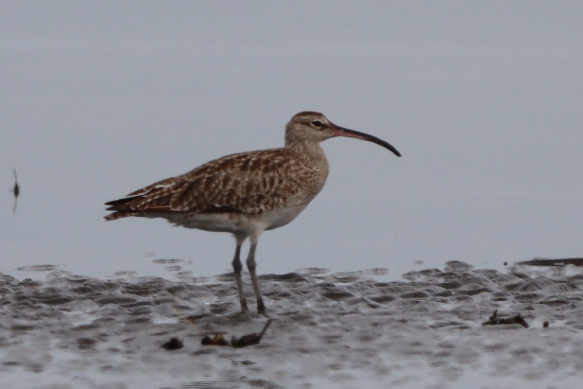 Regenbrachvogel - ML644302598