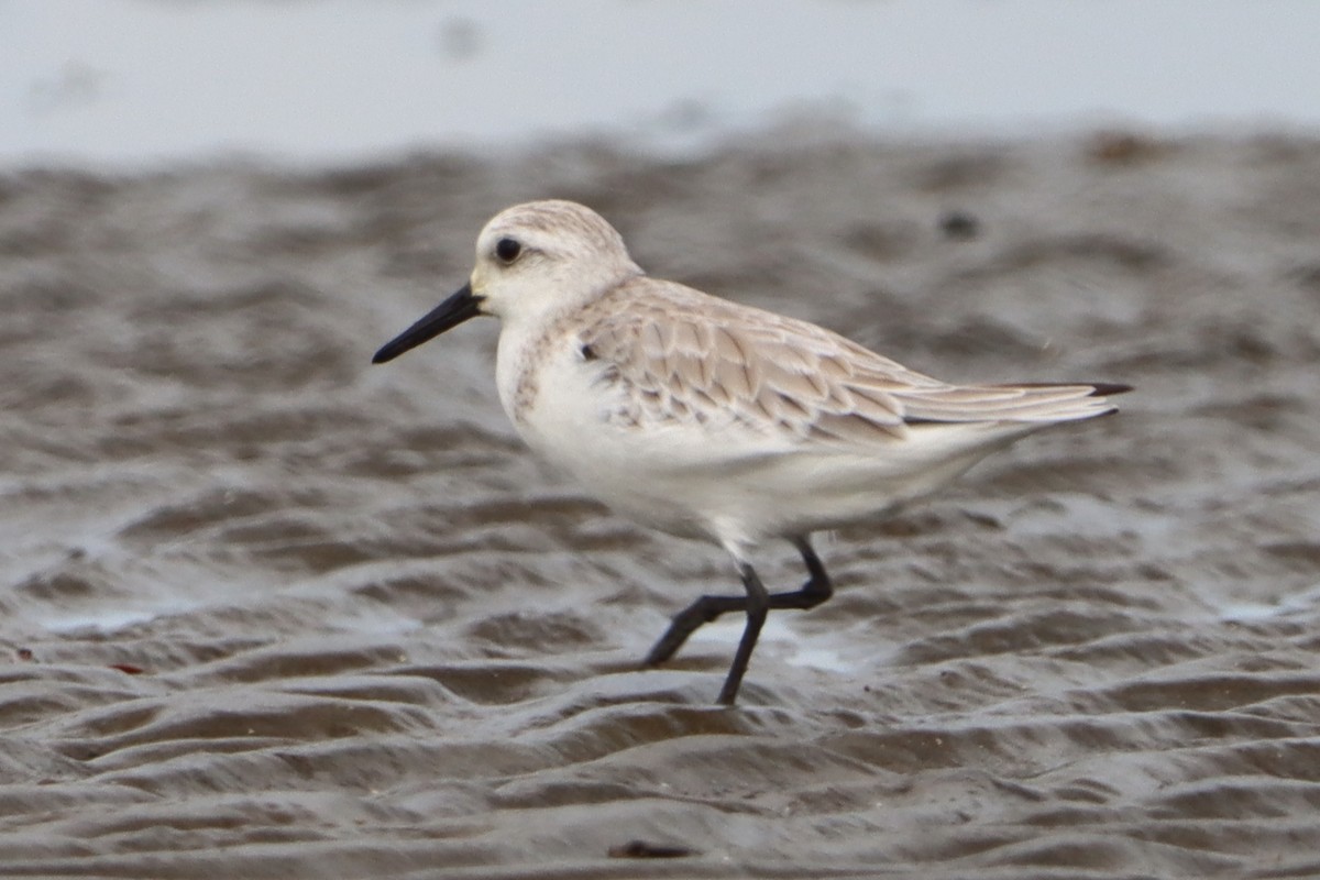 Sanderling - ML644302602