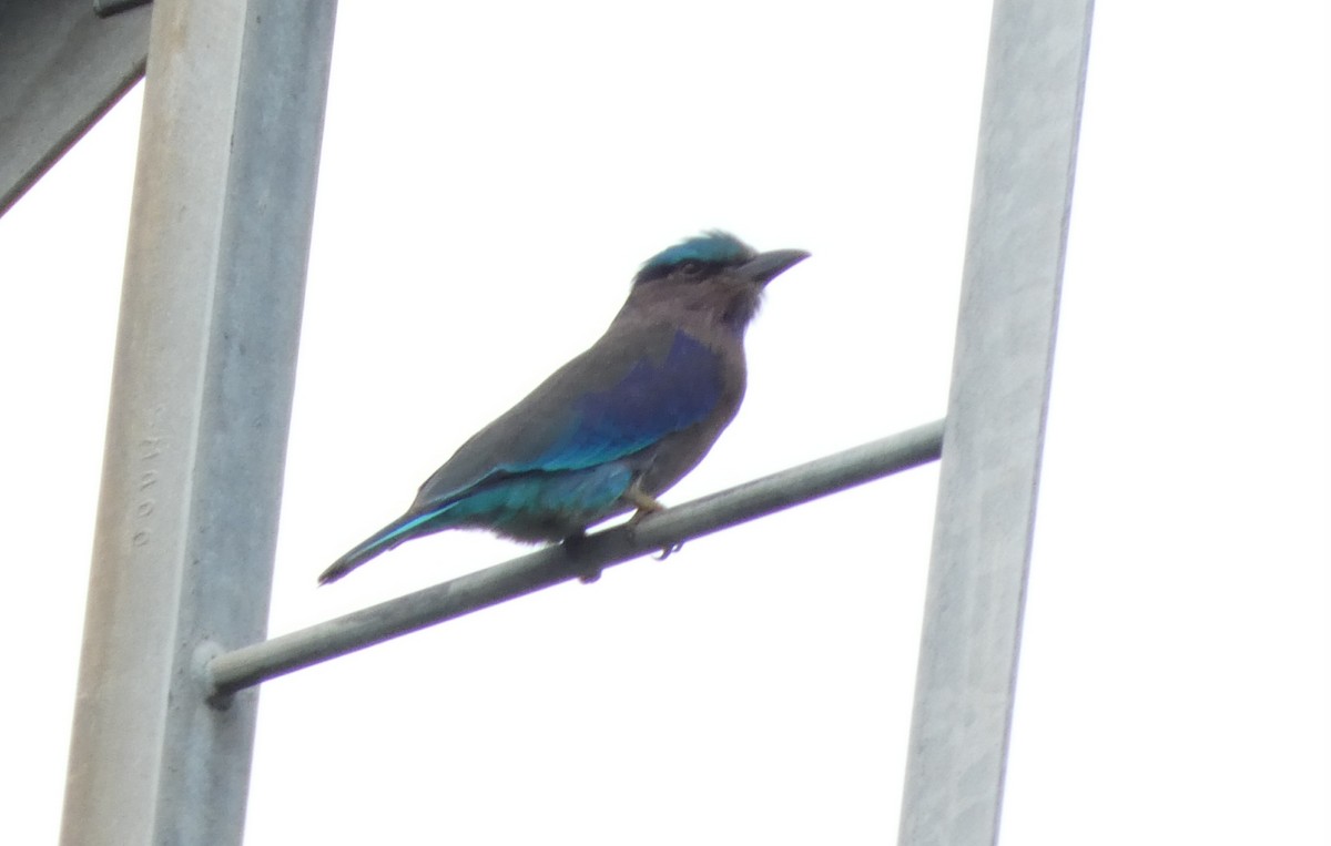 Сиворакша індокитайська - ML644302603