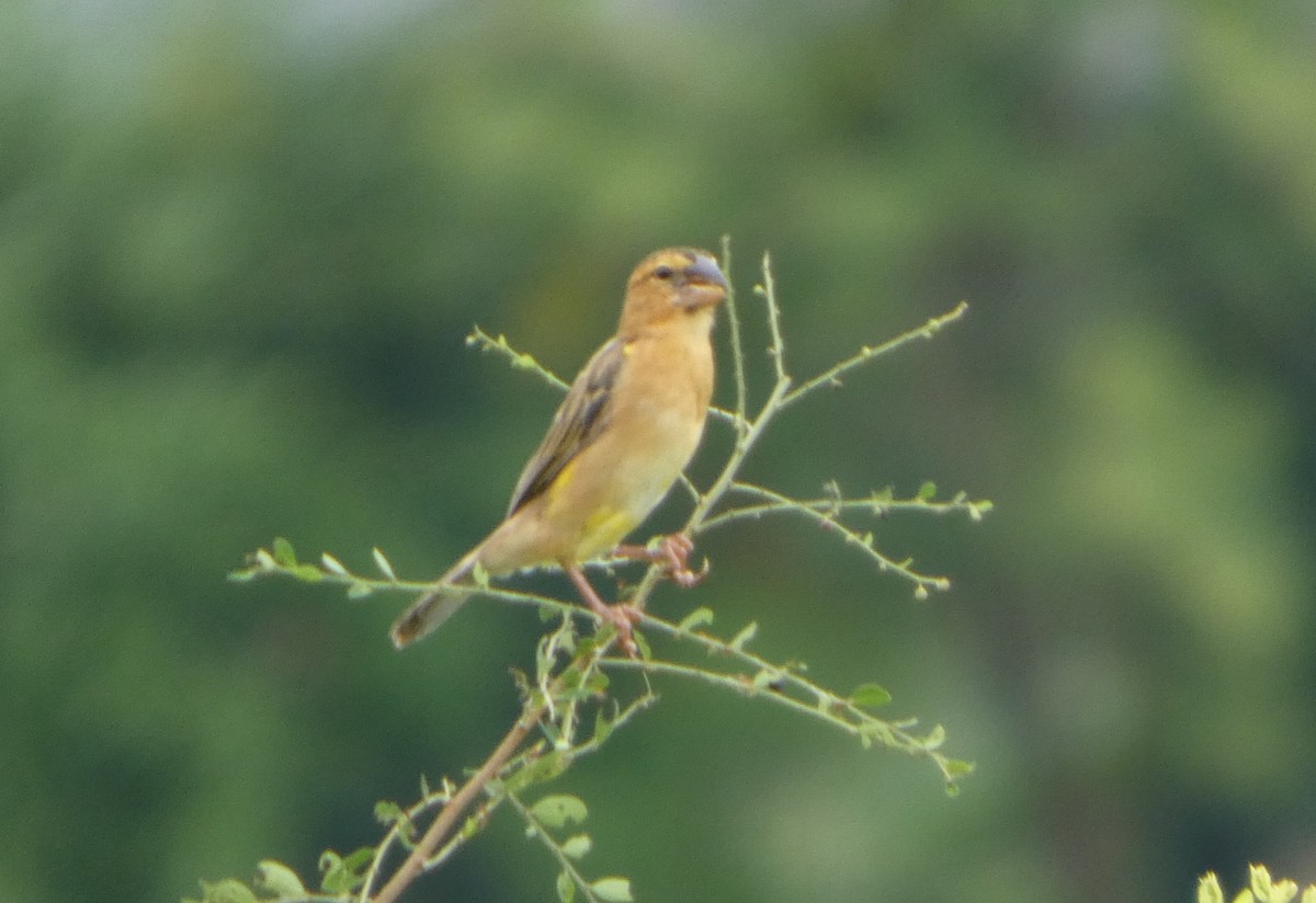 Asian Golden Weaver - ML644302611