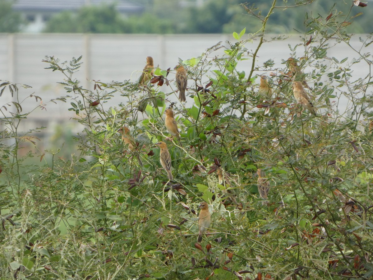 Asian Golden Weaver - ML644302612