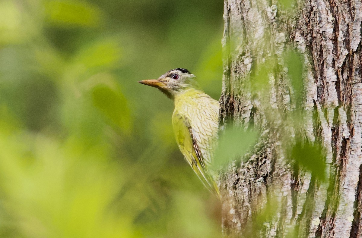 Pito Culigualdo - ML644302613