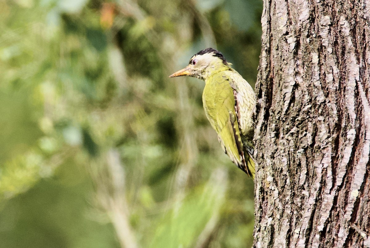 Pito Culigualdo - ML644302614