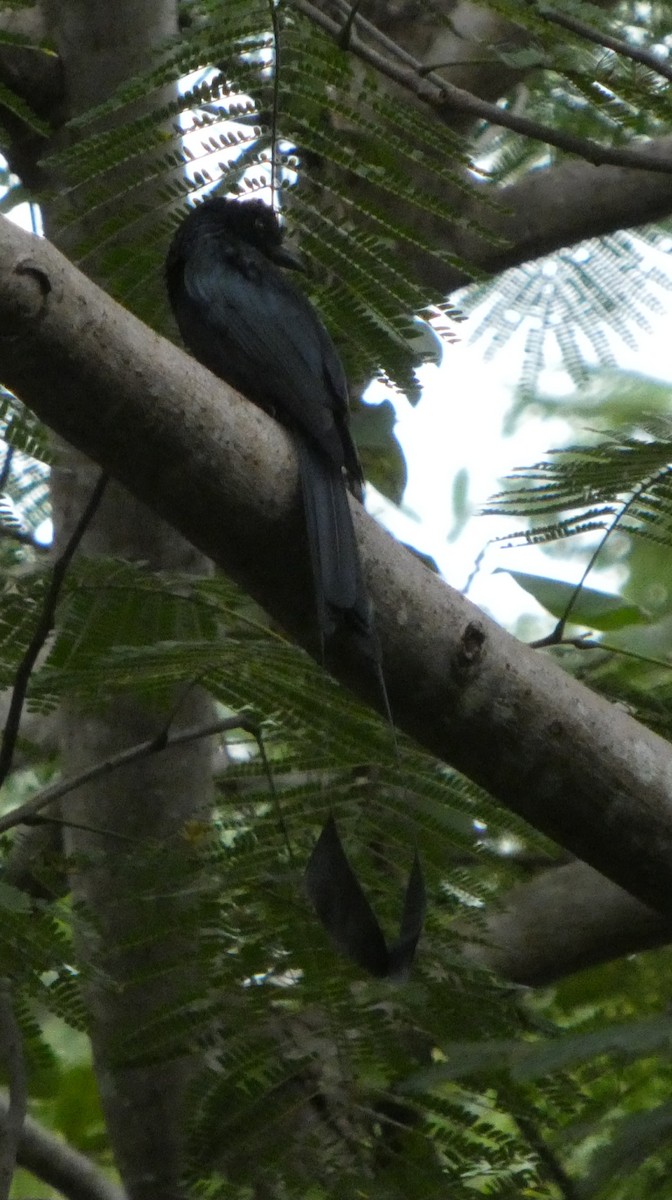 Drongo à raquettes - ML644302618