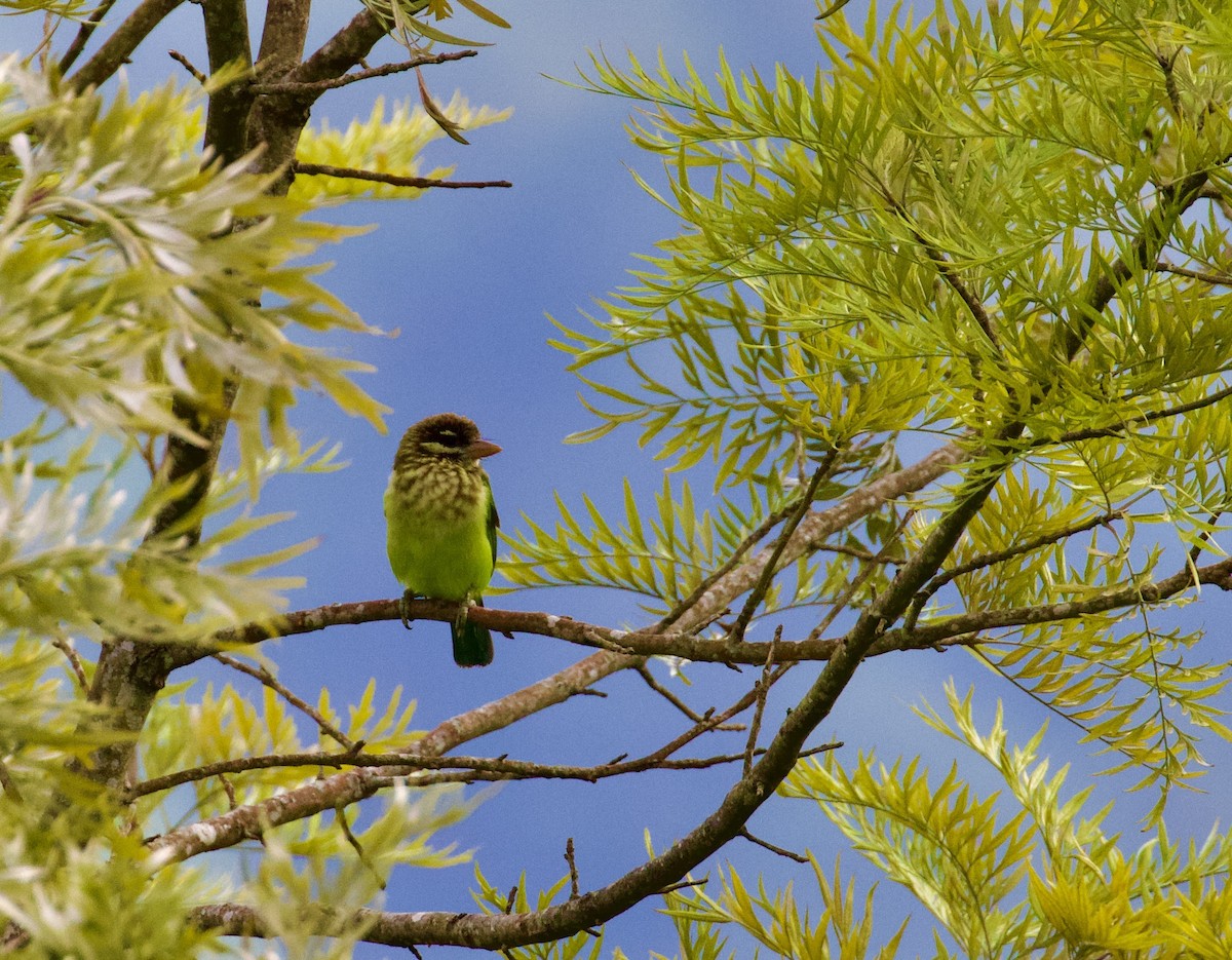 White-cheeked Barbet - ML644302634
