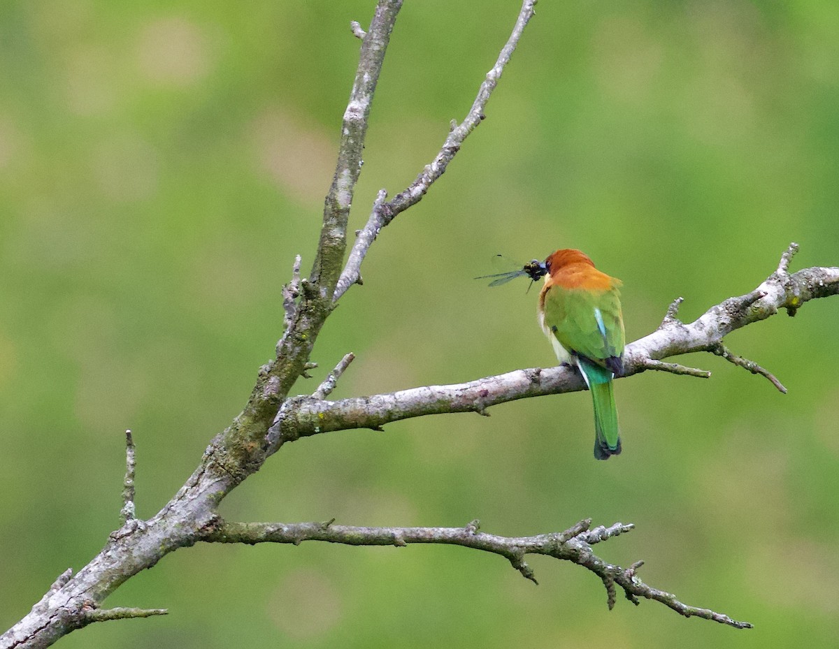 Chestnut-headed Bee-eater - ML644302642