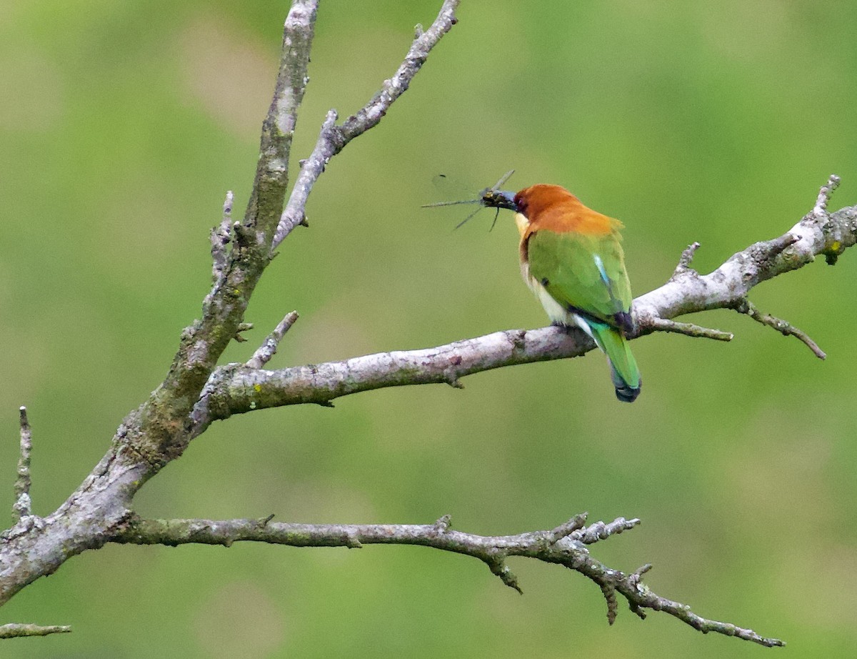 Chestnut-headed Bee-eater - ML644302643
