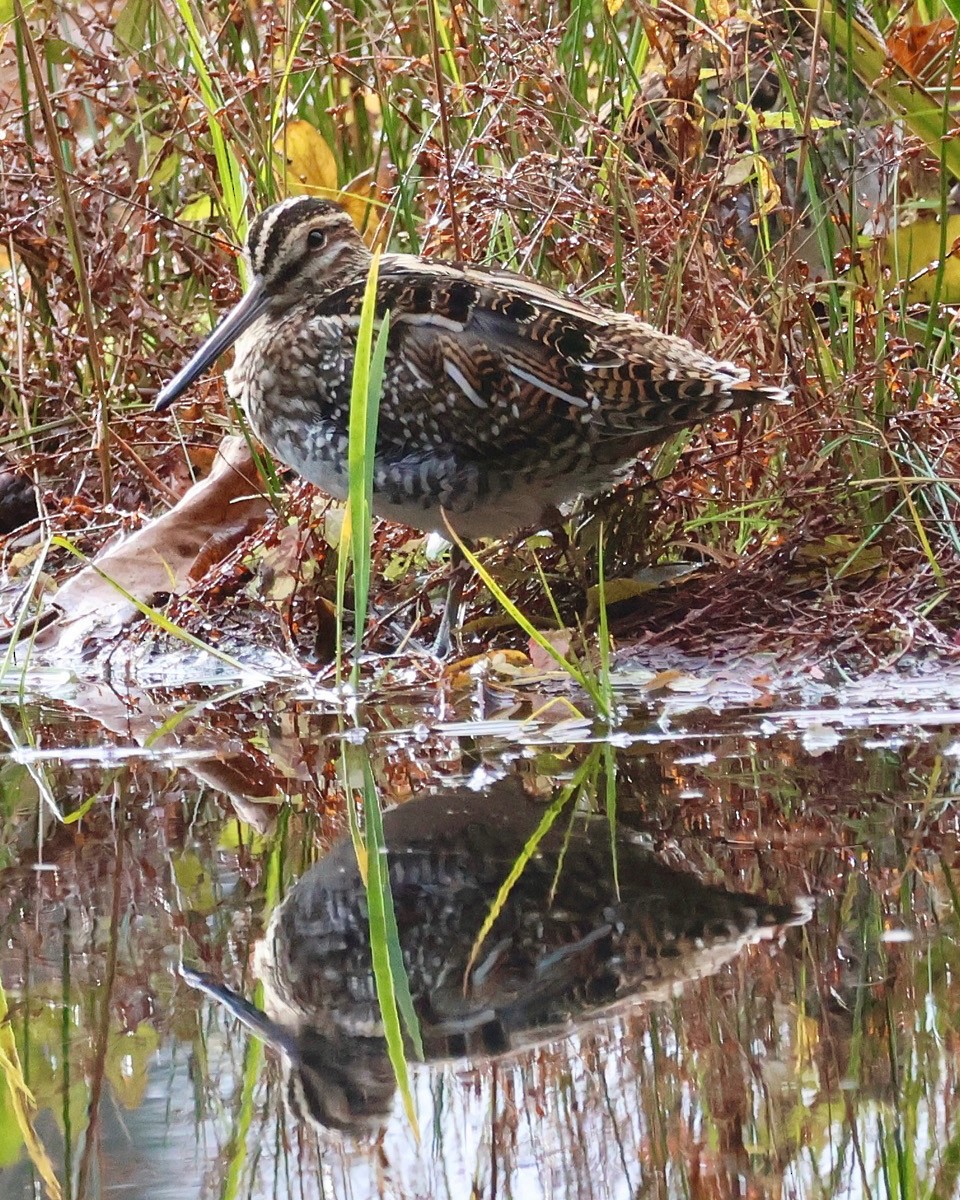 Wilson Suçulluğu - ML644302647