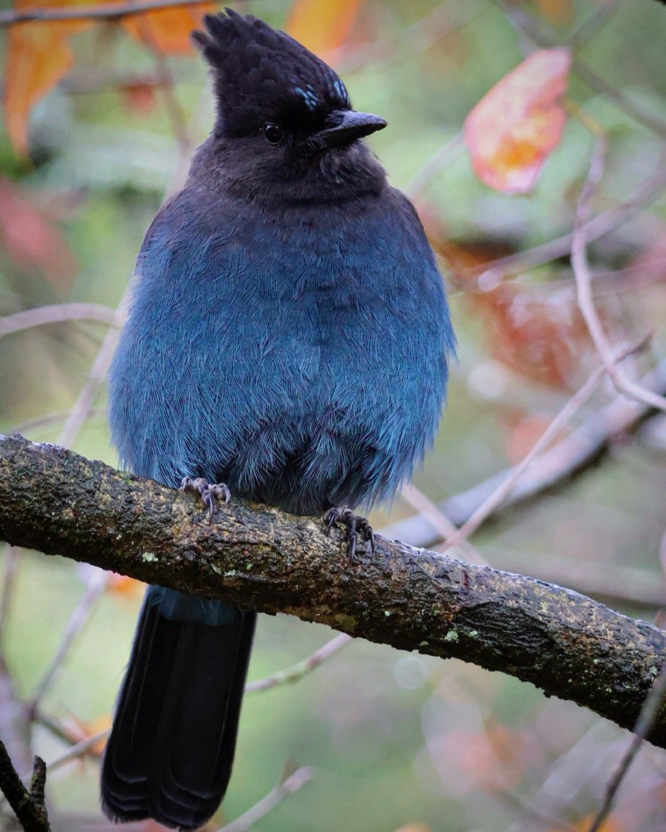 Стеллерова сойка [группа stelleri] - ML644302661