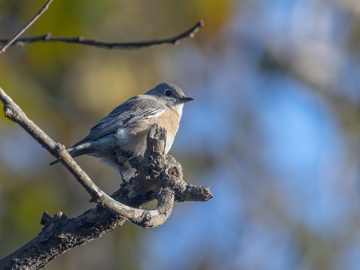 salašník západní - ML644302662