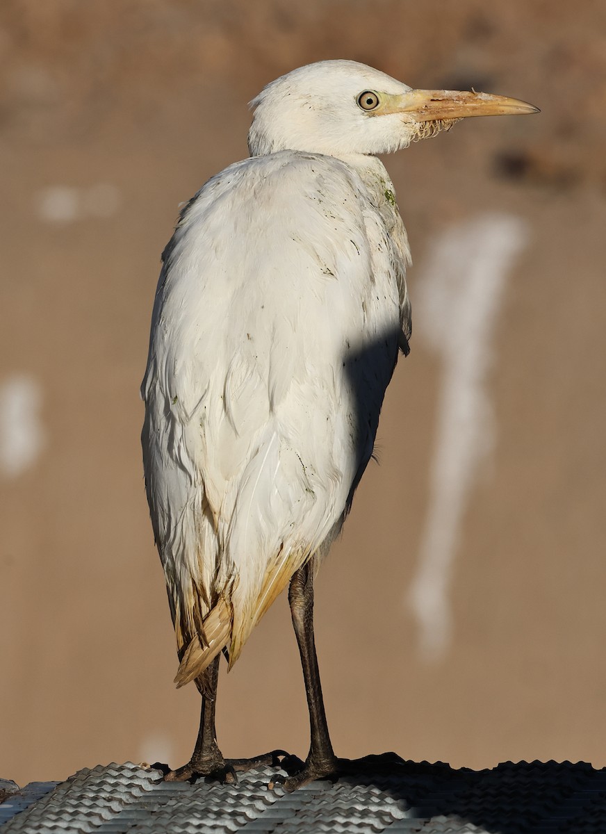 Kuhreiher - ML644302669