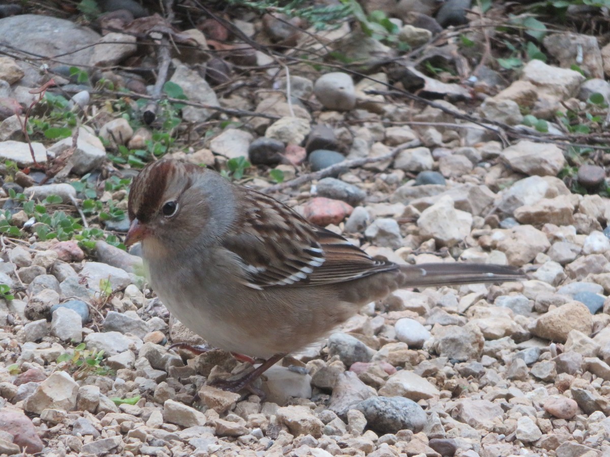 Porsuk Serçesi - ML644302670