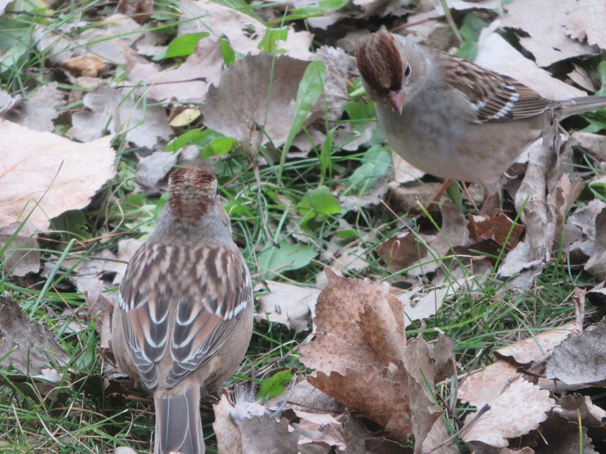 Porsuk Serçesi - ML644302671