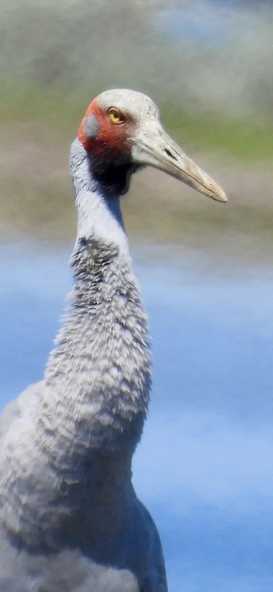 Grue brolga - ML644302679