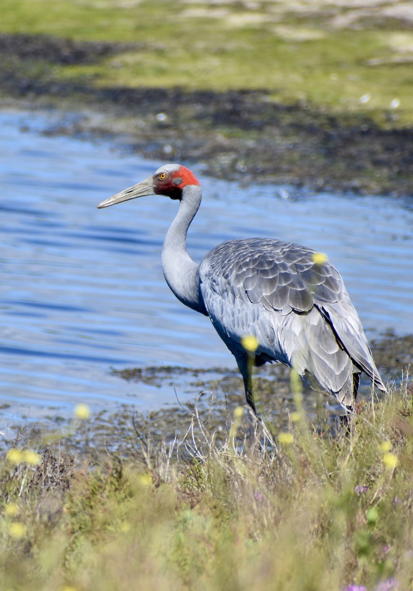 Grue brolga - ML644302680