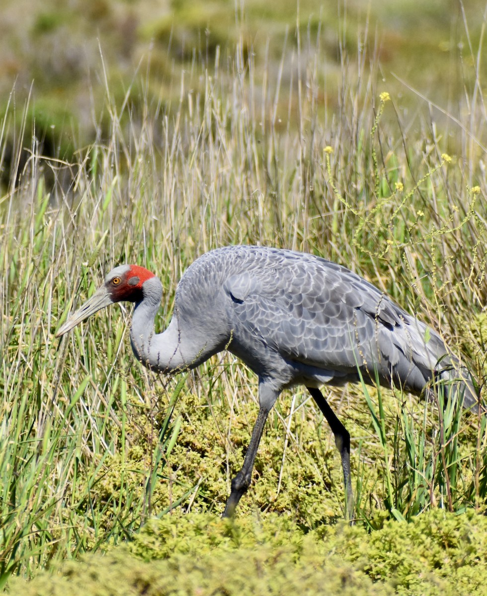 Grue brolga - ML644302681