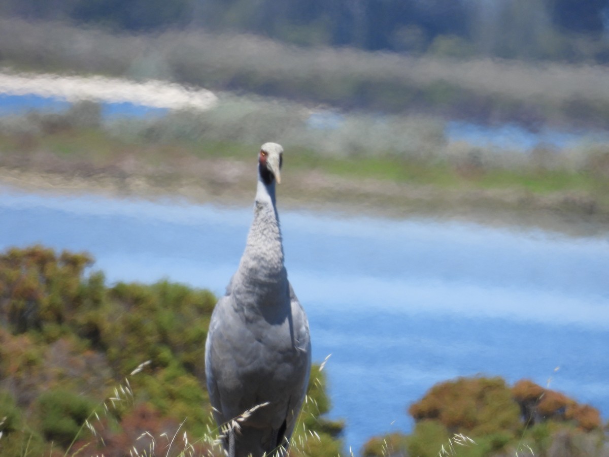 Grue brolga - ML644302682