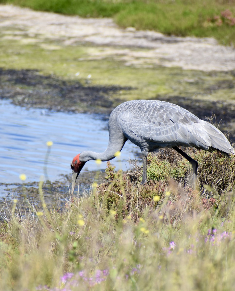 Grue brolga - ML644302683