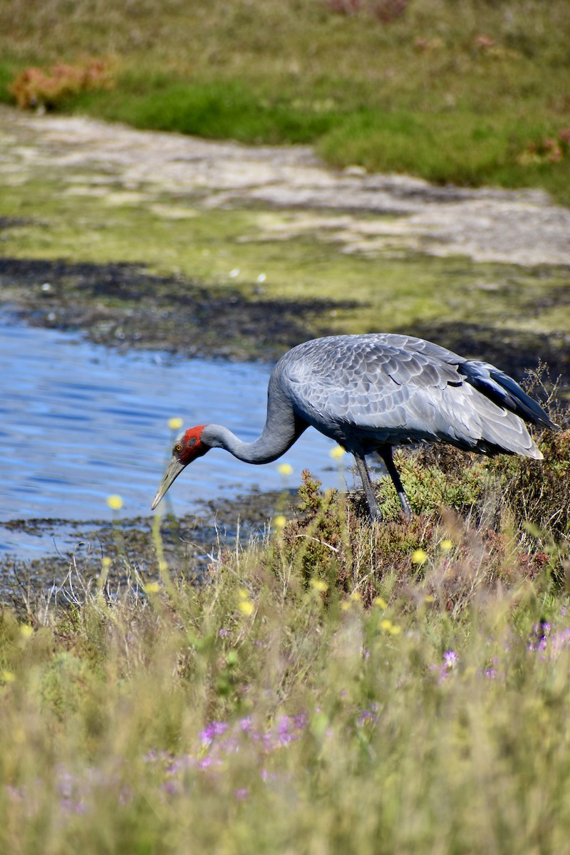 Grue brolga - ML644302684