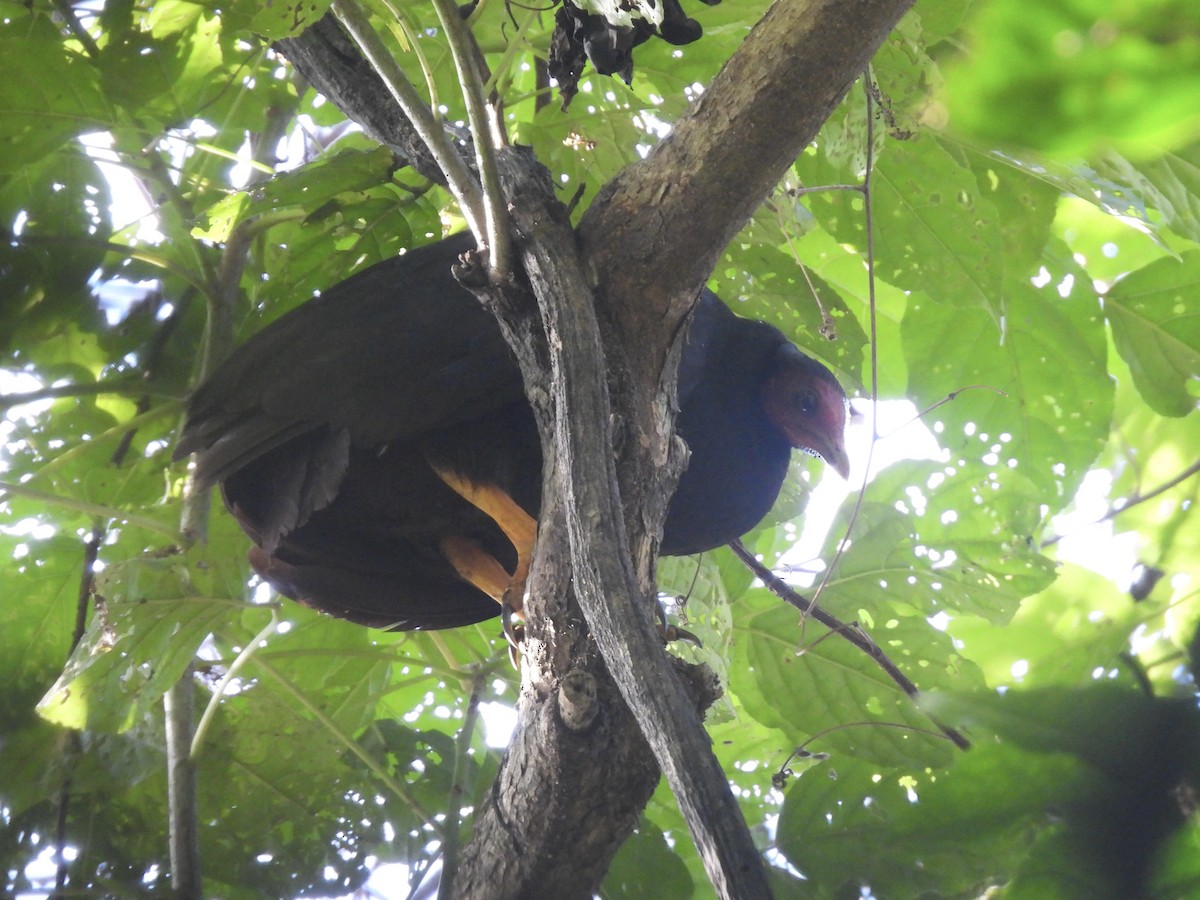 tabon vanuatský - ML644302687