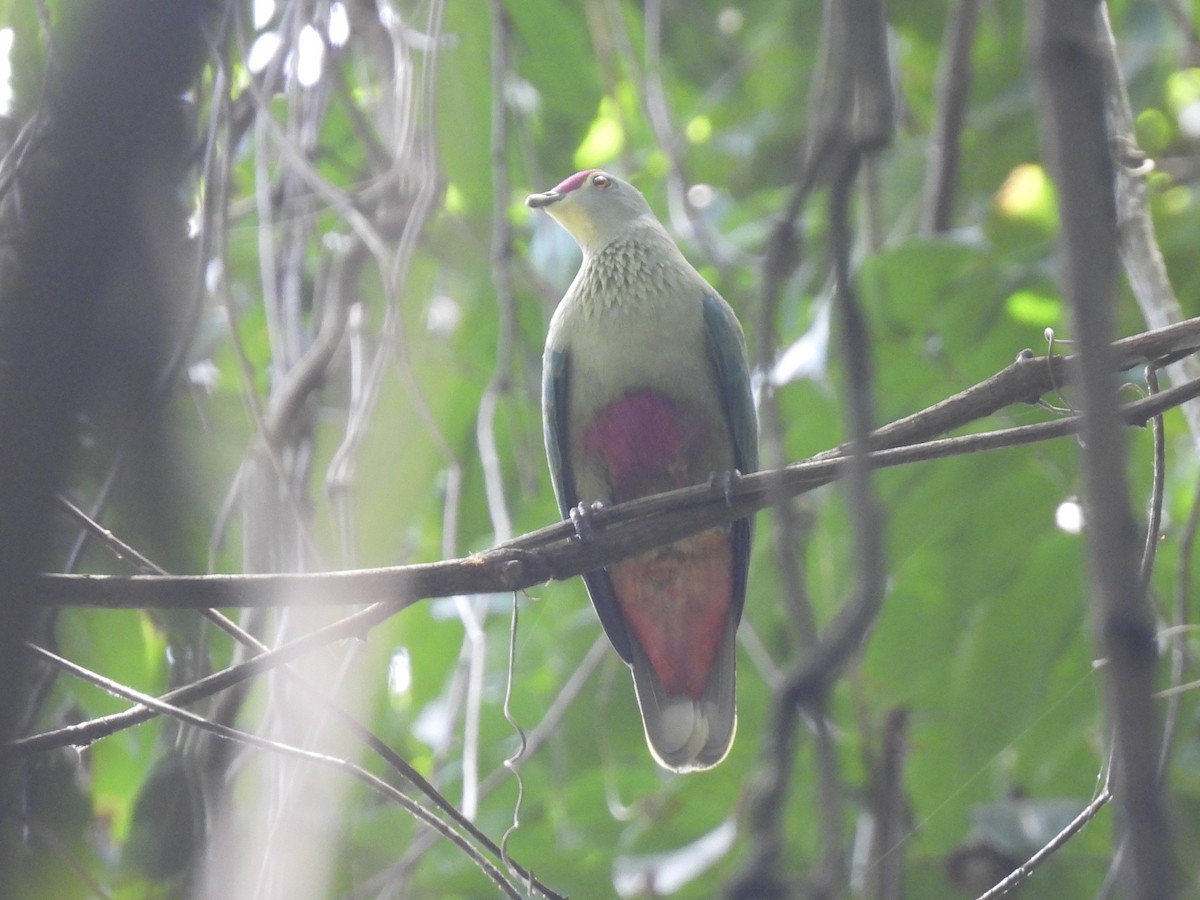 Red-bellied Fruit-Dove - ML644302688
