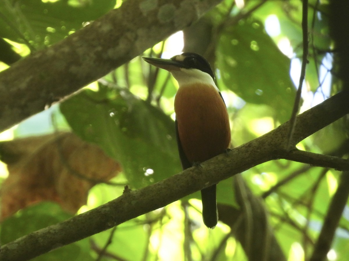 Vanuatu Kingfisher - ML644302689