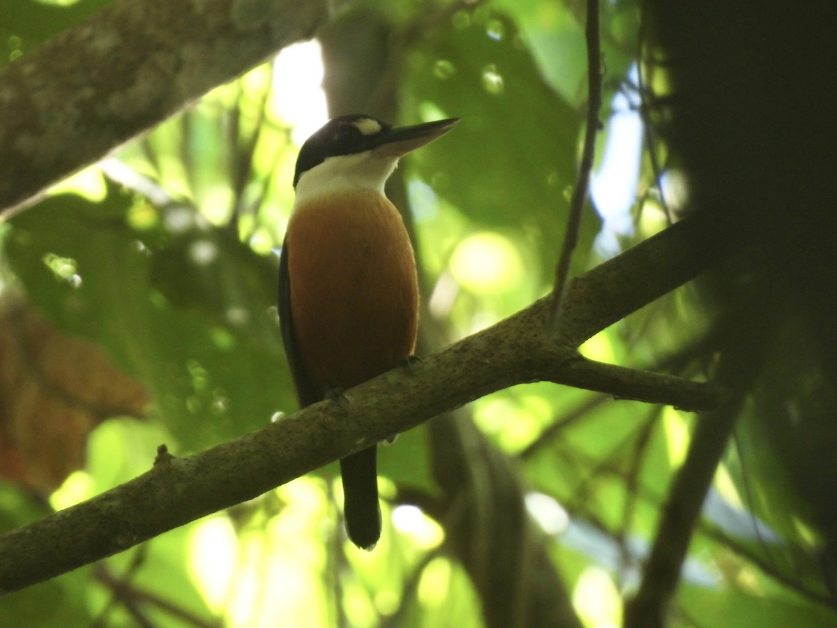 Vanuatu Kingfisher - ML644302690