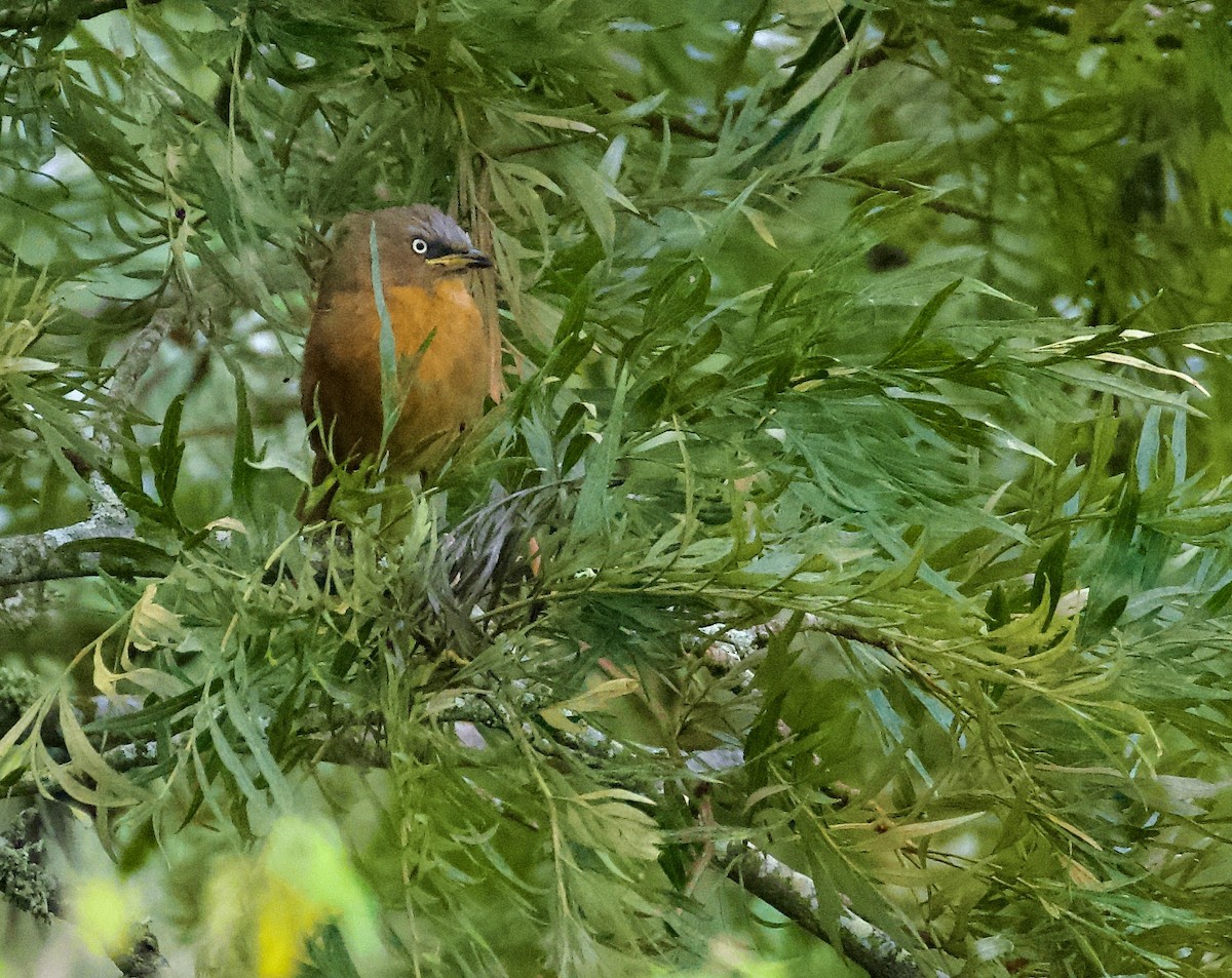 Kızıl Yedikardeş - ML644302691