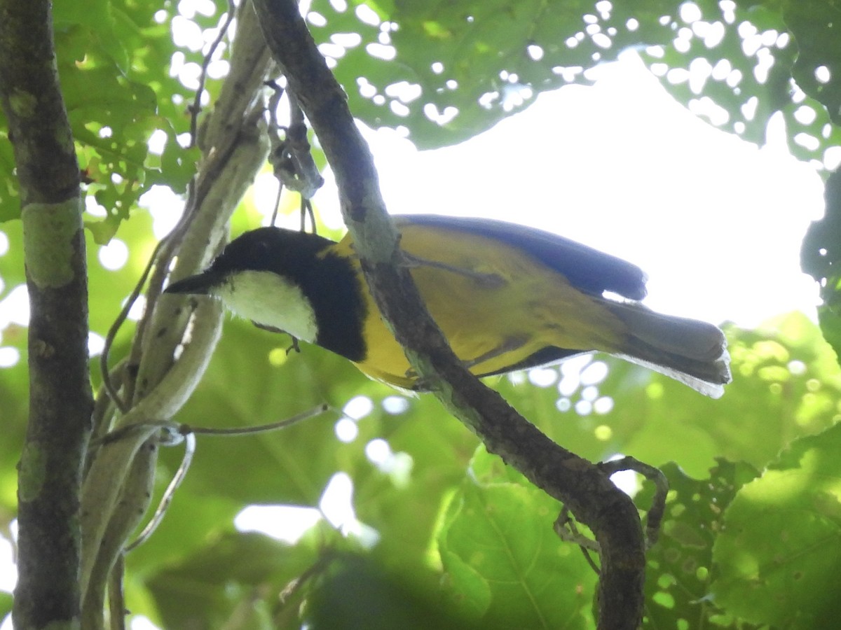 Vanuatu Whistler - ML644302692