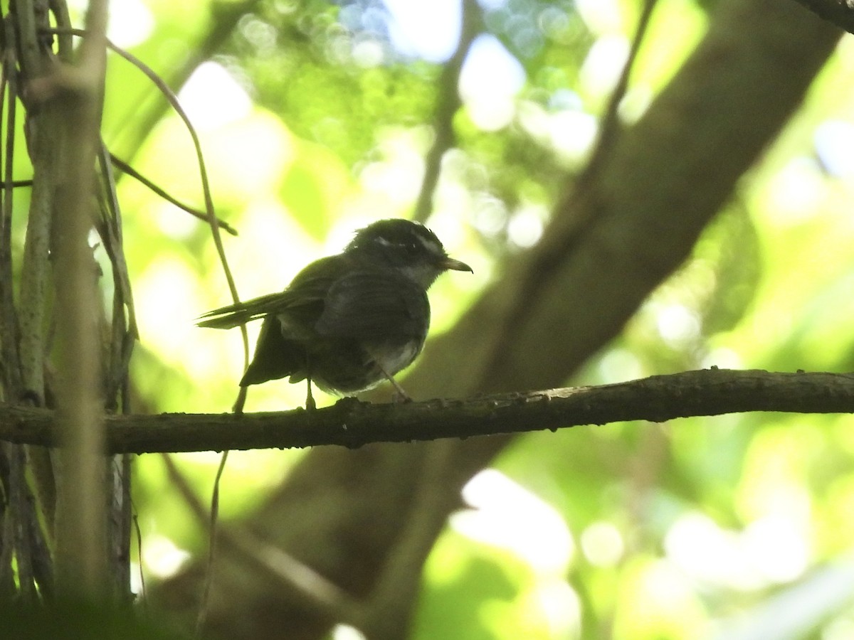 Vanuatu Streaked Fantail - ML644302695