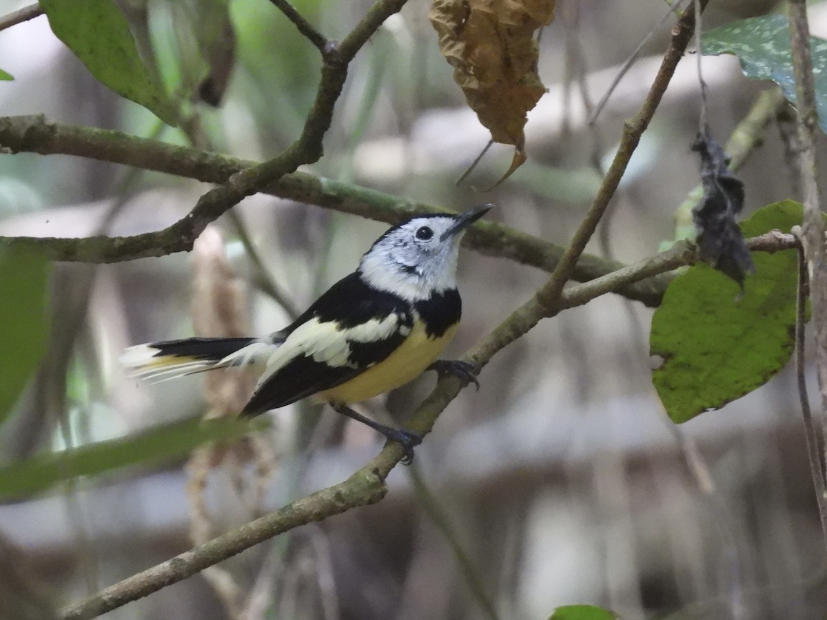 Buff-bellied Monarch - ML644302701