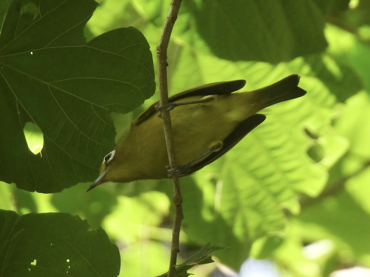 Yellow-fronted White-eye - ML644302702