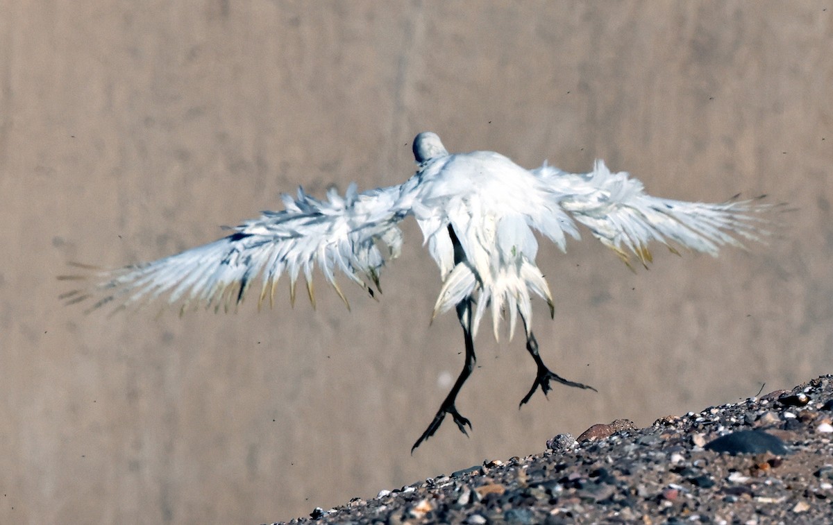 Kuhreiher - ML644302704